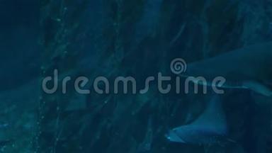 鲨鱼在一个大型水族馆里<strong>游泳</strong>，食肉动物和<strong>小鱼</strong>。